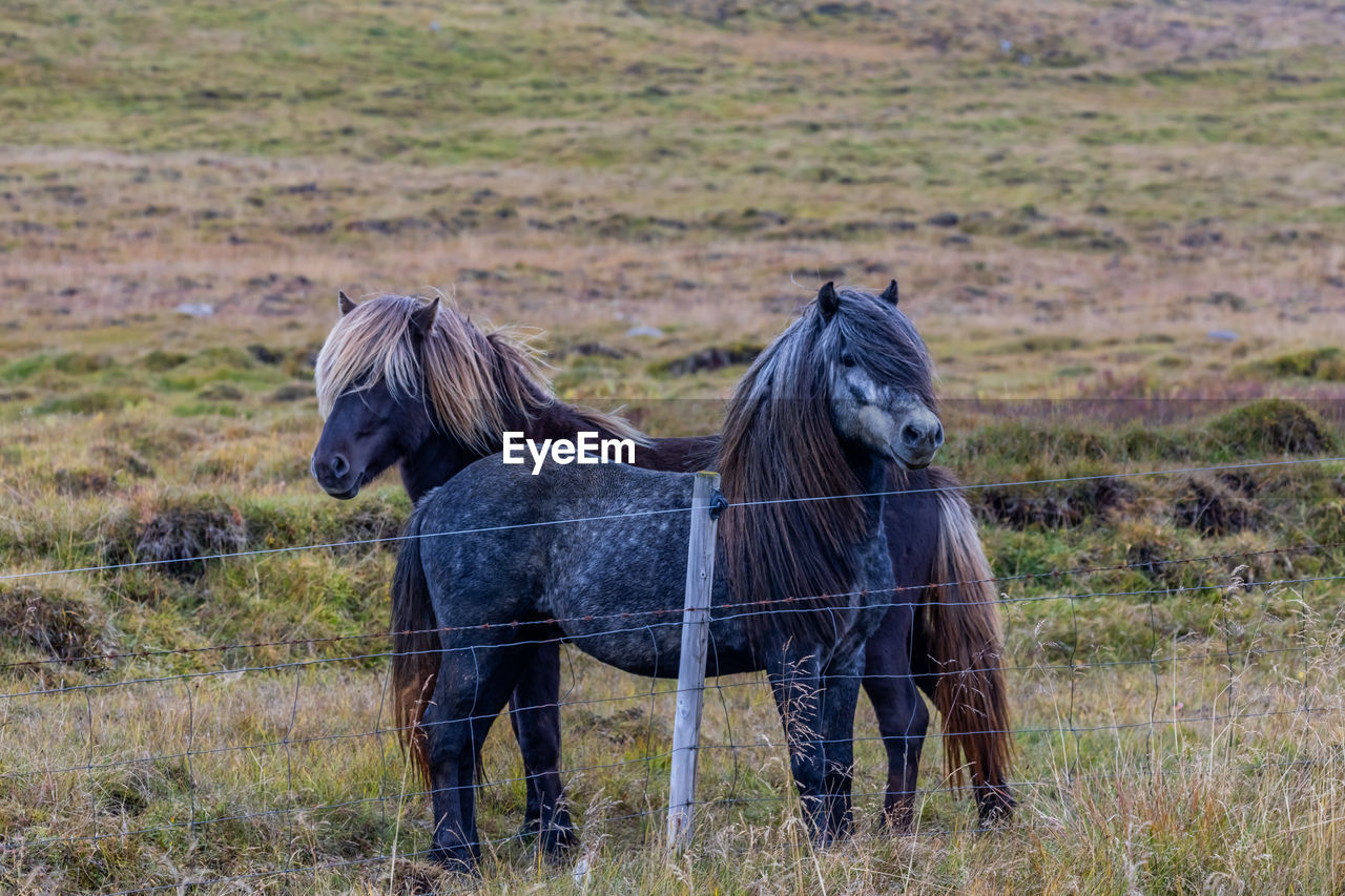 HORSES STANDING IN FIELD