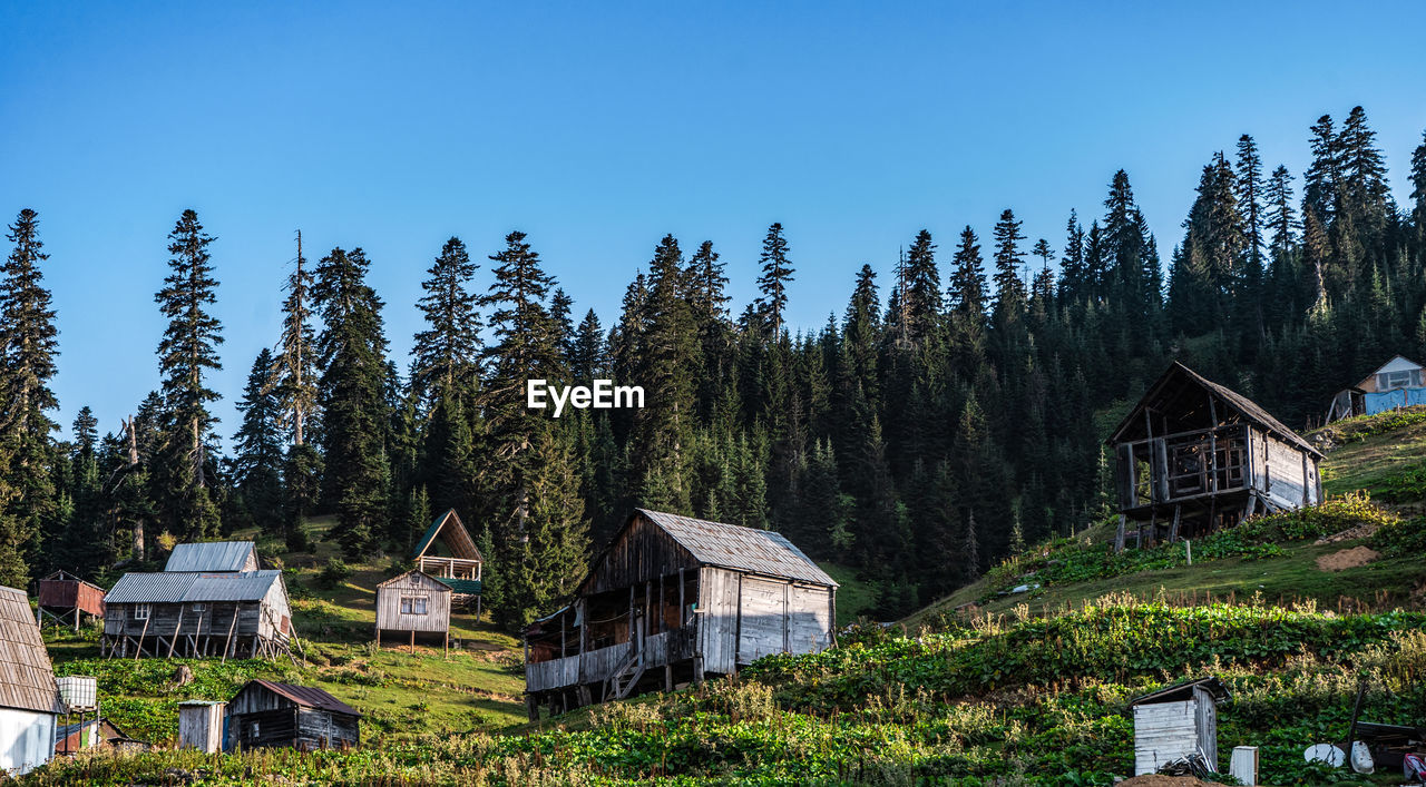 Low angle of shabby village houses located near green coniferous trees on slope of mountain against cloudless blue sky on summer day in bakhmaro resort in georgian region guria