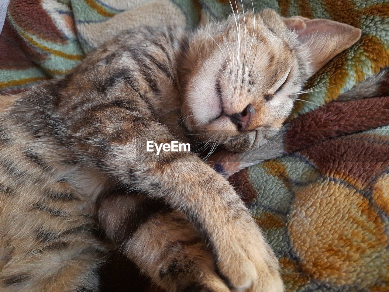 CLOSE-UP OF CAT SLEEPING ON CARPET