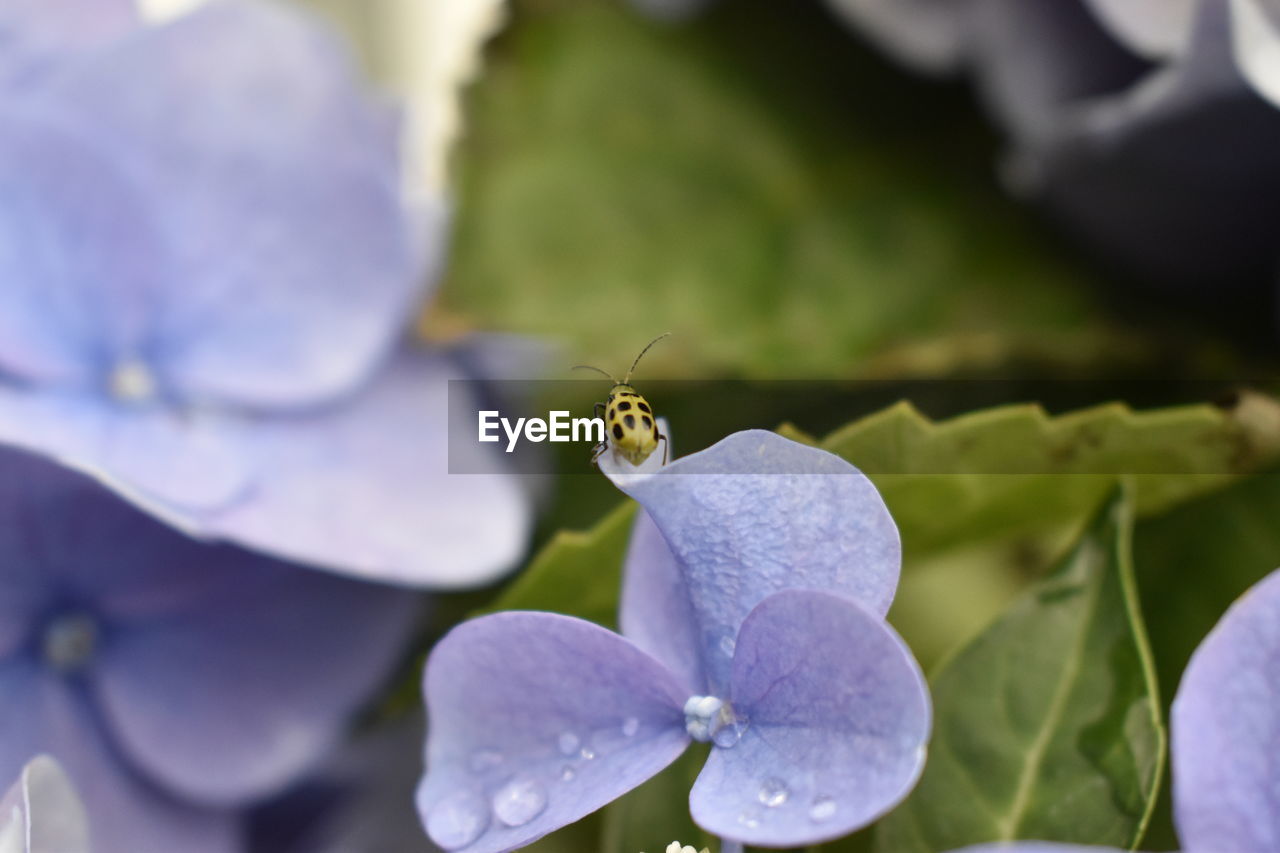 CLOSE-UP OF HONEY BEE POLLINATING ON PURPLE FLOWER