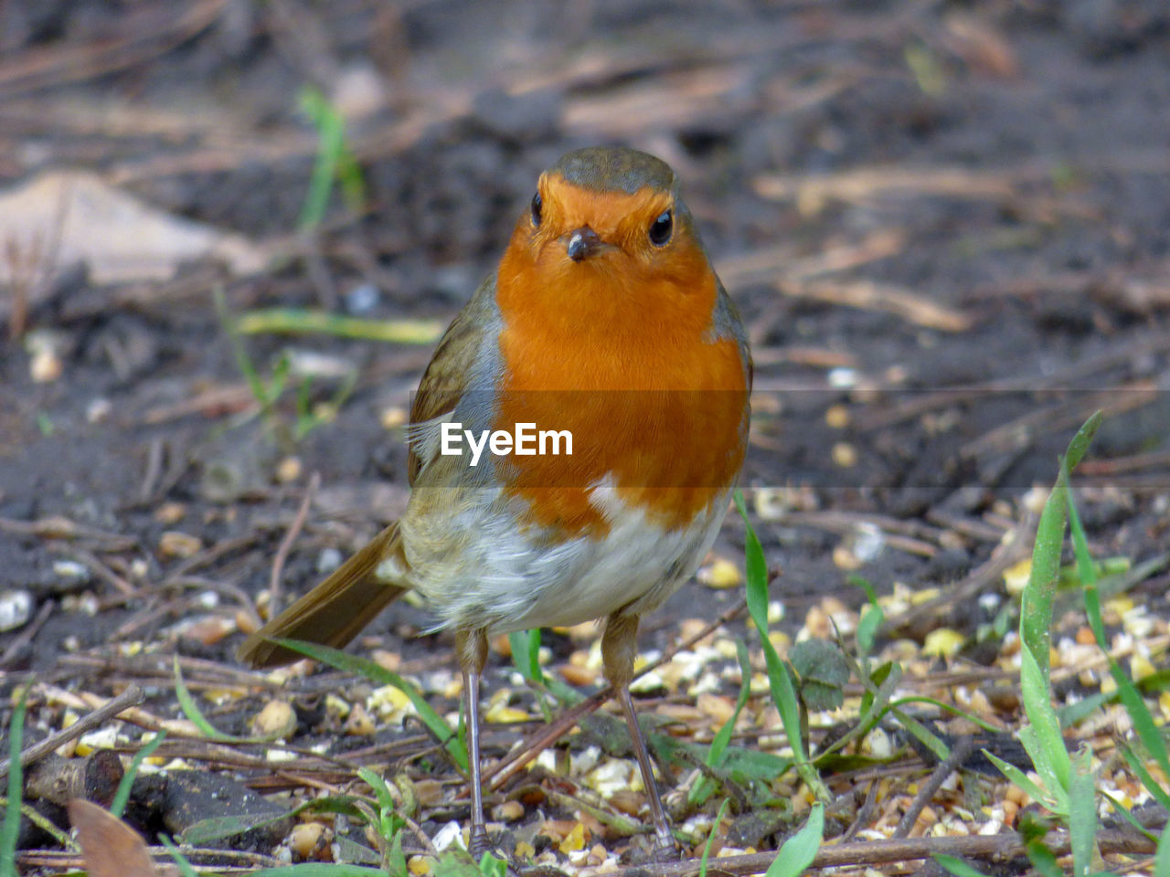 Close-up of bird perching on a field