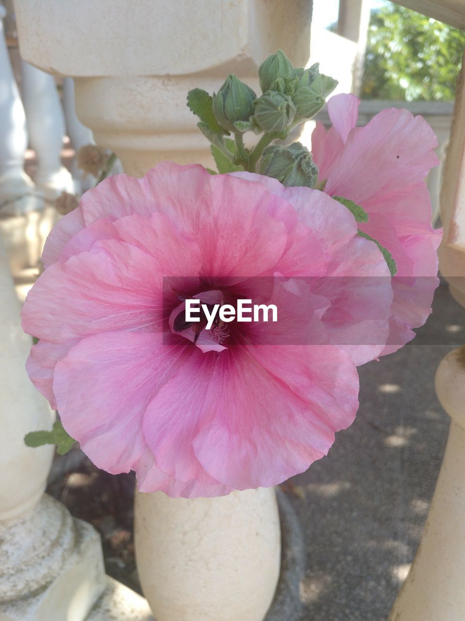 CLOSE-UP OF PINK FLOWERING PLANT IN VASE