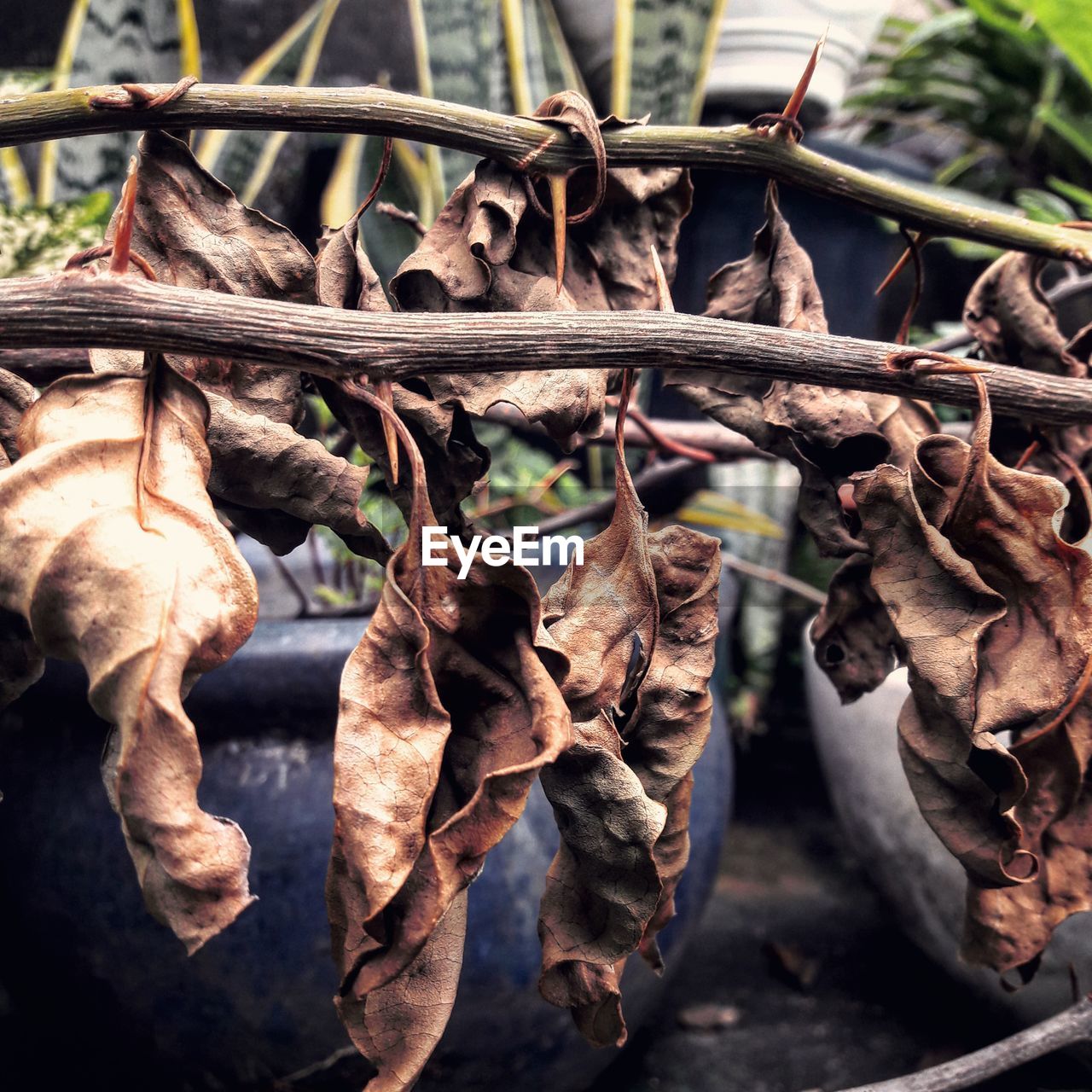 CLOSE-UP OF DRY LEAVES HANGING FROM TREE