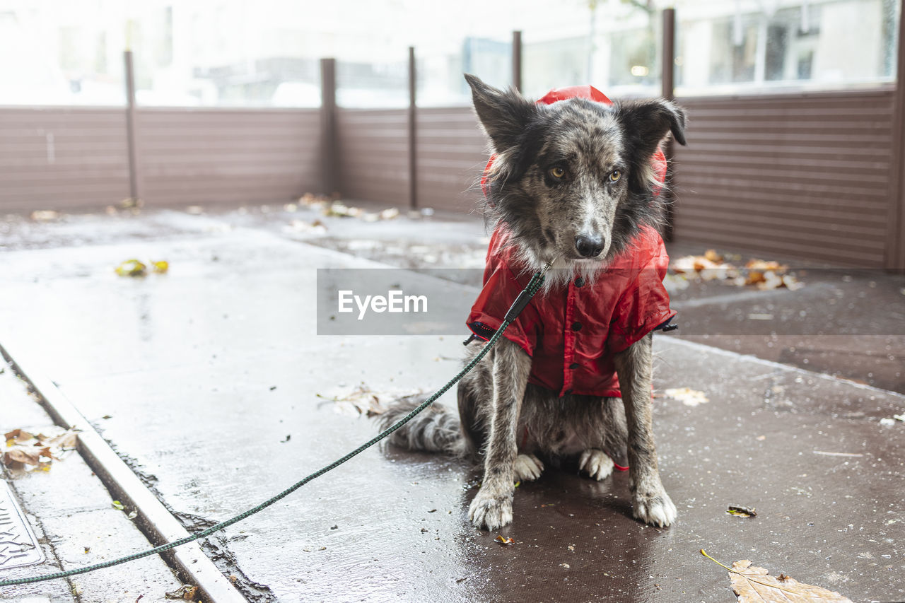 Young static dog sitting on the street in red rain coat jacket. photo taken on a rainy day.