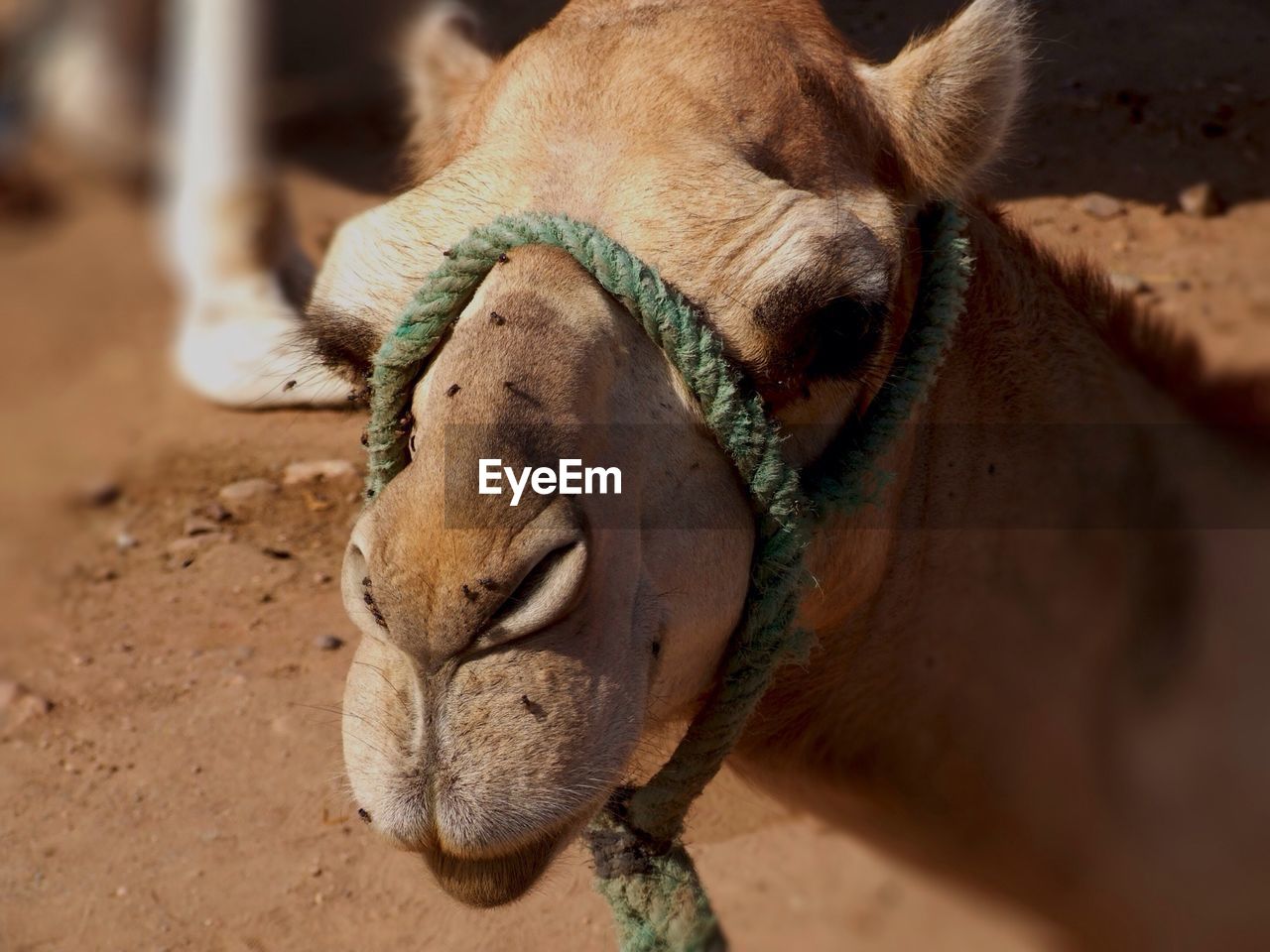 Close-up of camel sitting in desert