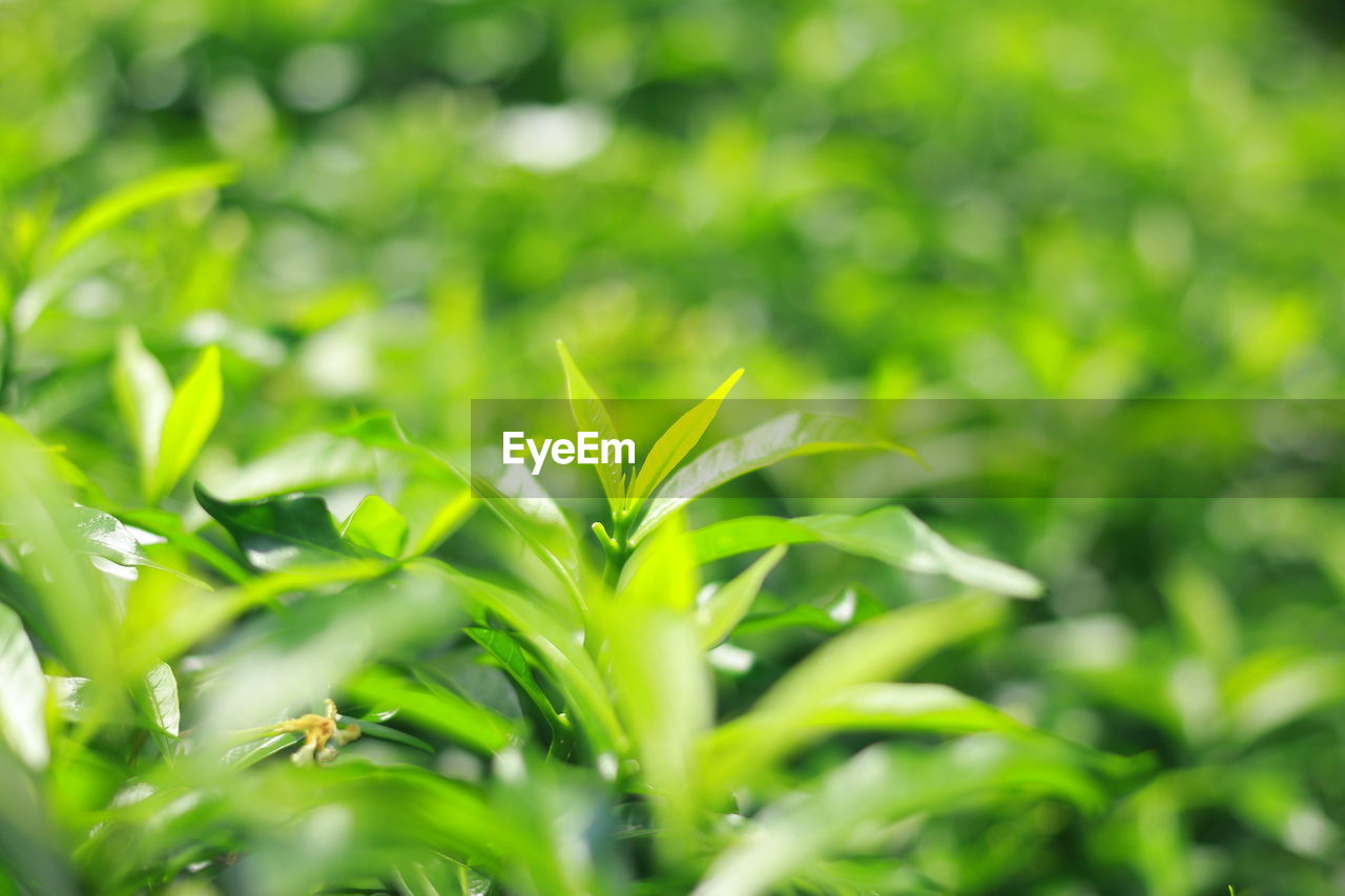 CLOSE-UP OF PLANT GROWING ON FIELD IN SUNLIGHT