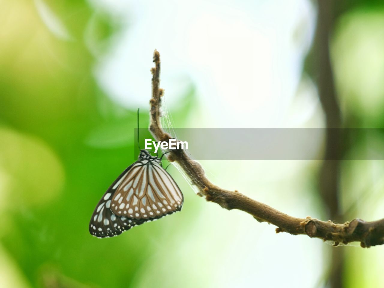 Closeup photos butterfly perched on a branch in a blurred background