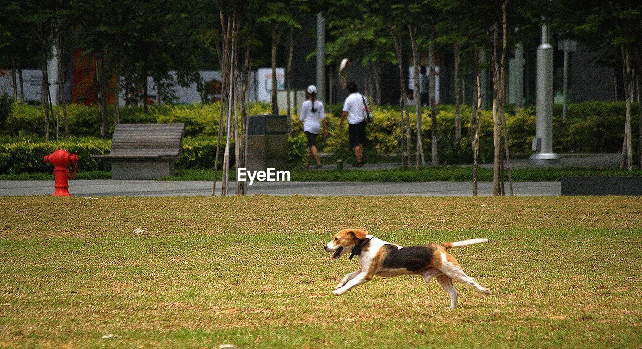 Dog running on field at park