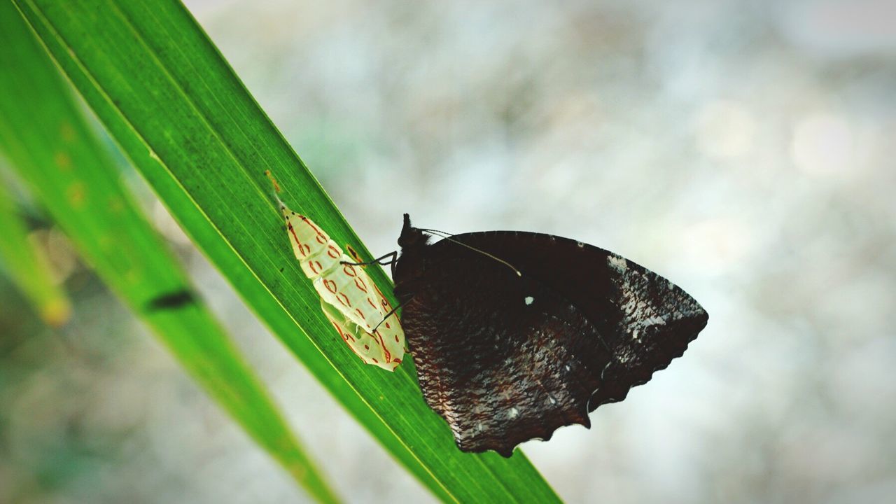 Close-up of butterfly on leaf