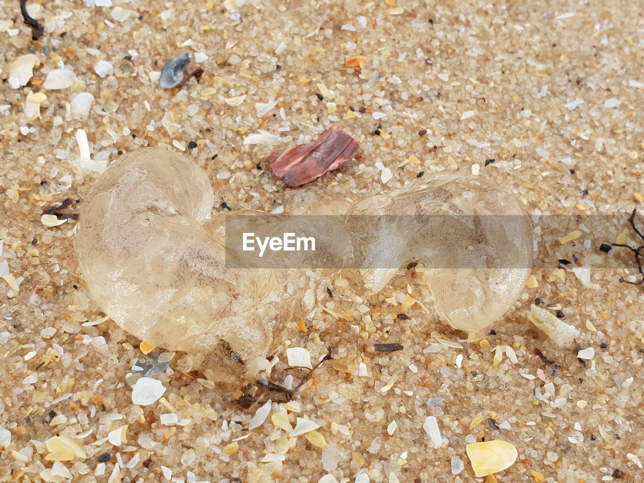 HIGH ANGLE VIEW OF SHELL ON BEACH