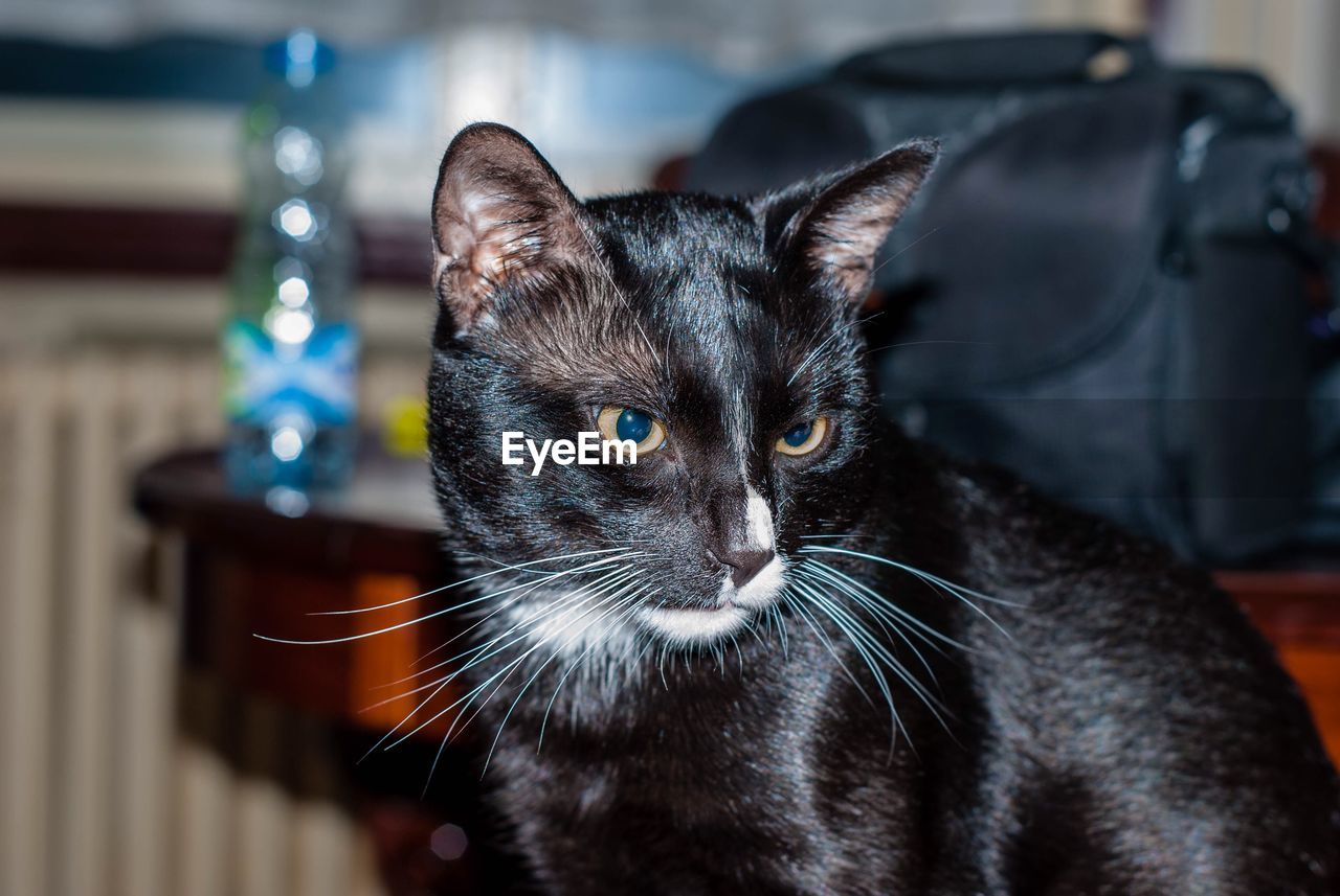 Close-up portrait of black cat at home