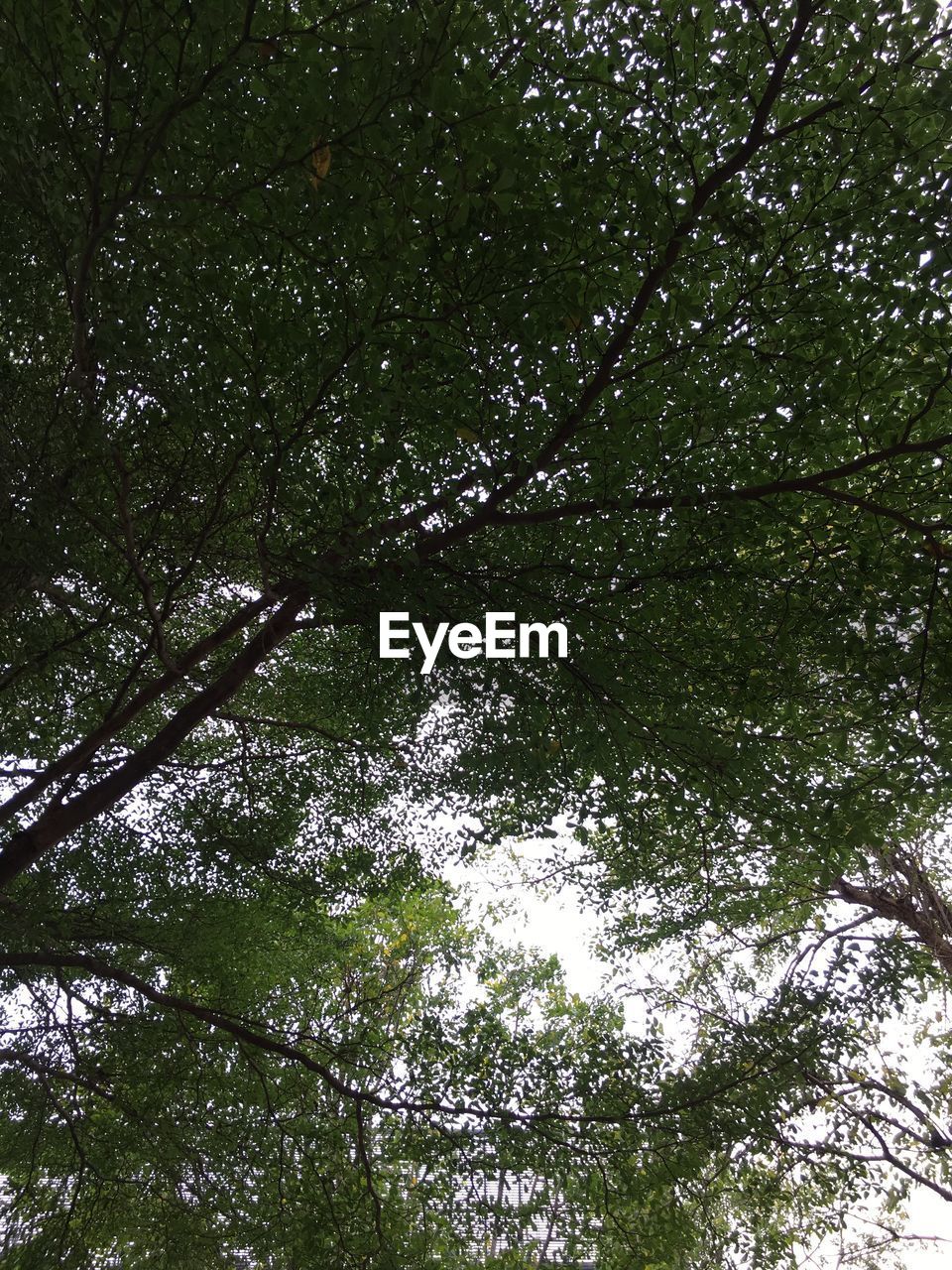 LOW ANGLE VIEW OF TREE IN FOREST