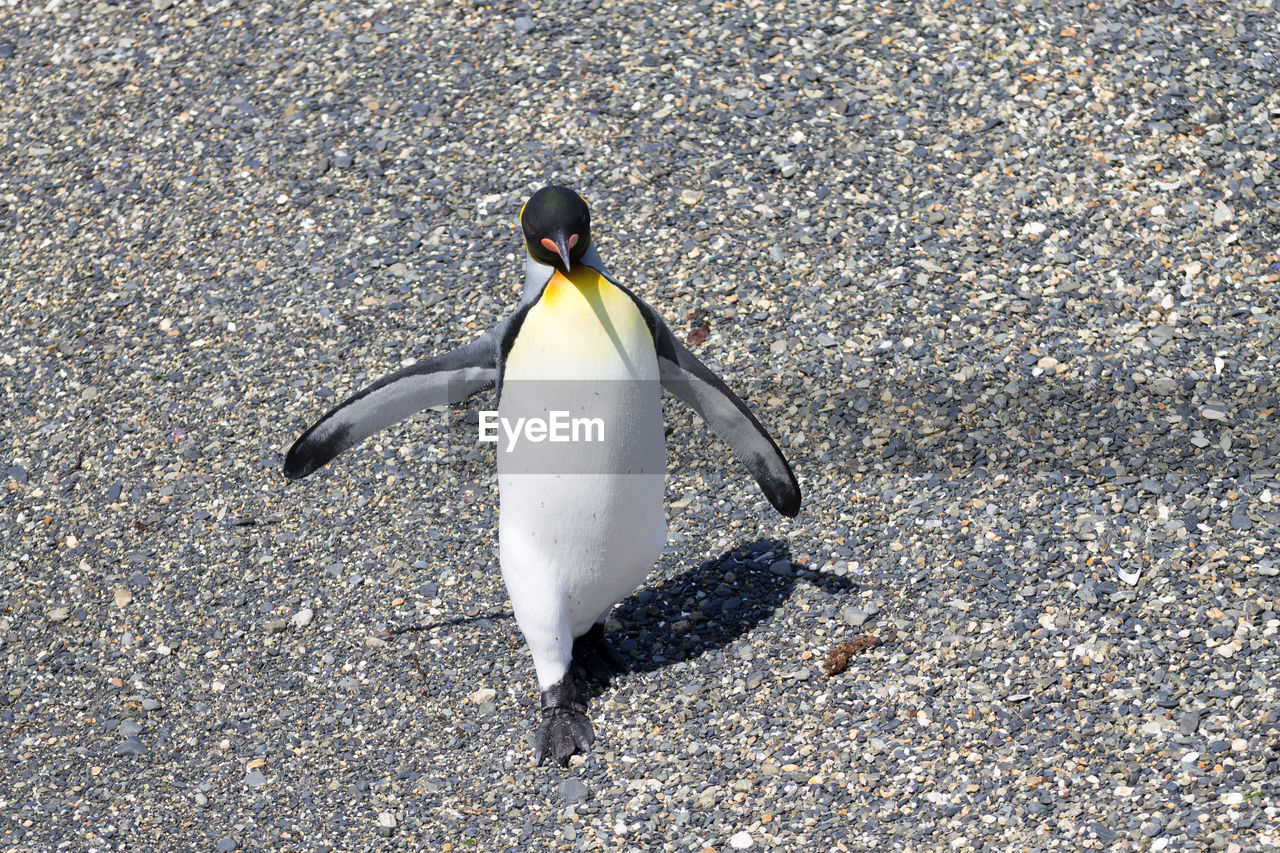 HIGH ANGLE VIEW OF A BIRD ON SHORE