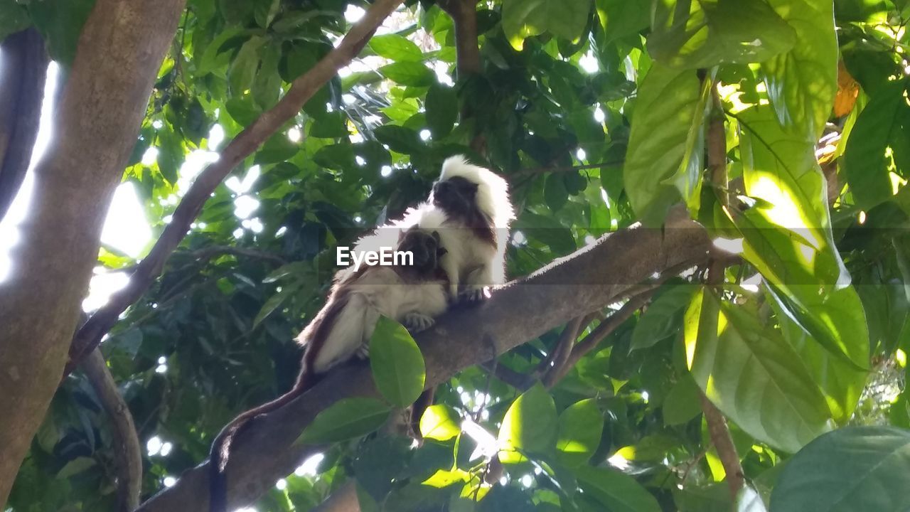 LOW ANGLE VIEW OF MONKEYS ON TREE