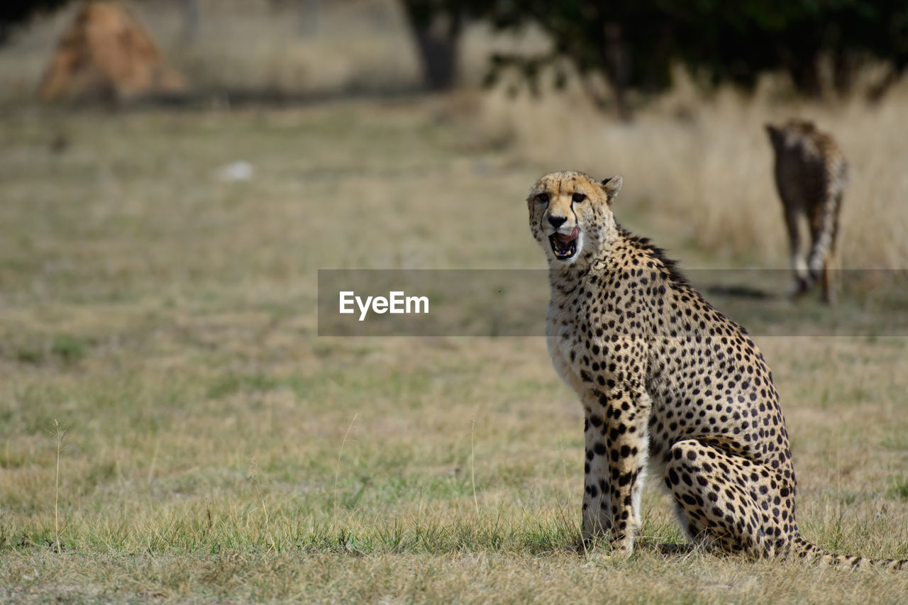 A saved cheetah in cradle of life, badplaas, south africa