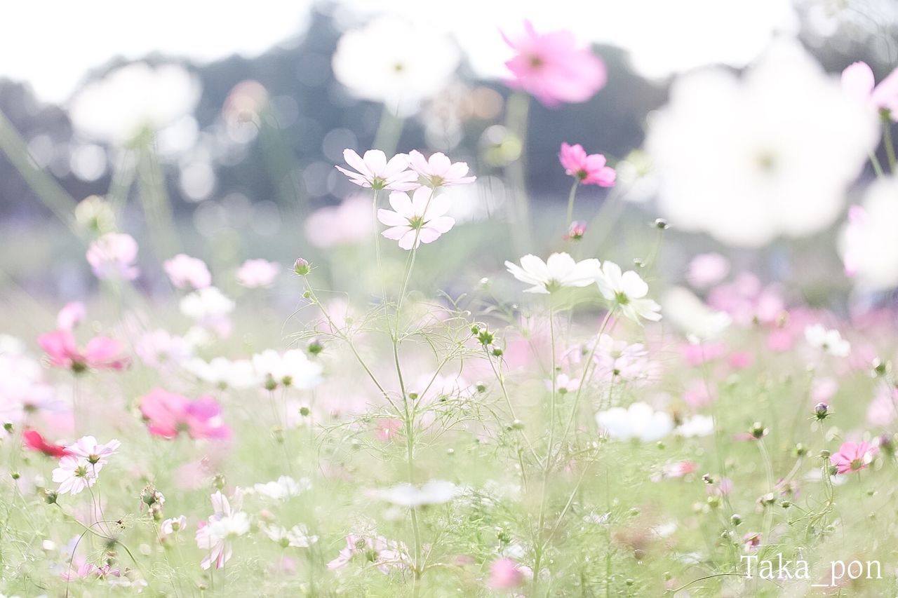 CLOSE-UP OF PINK FLOWER