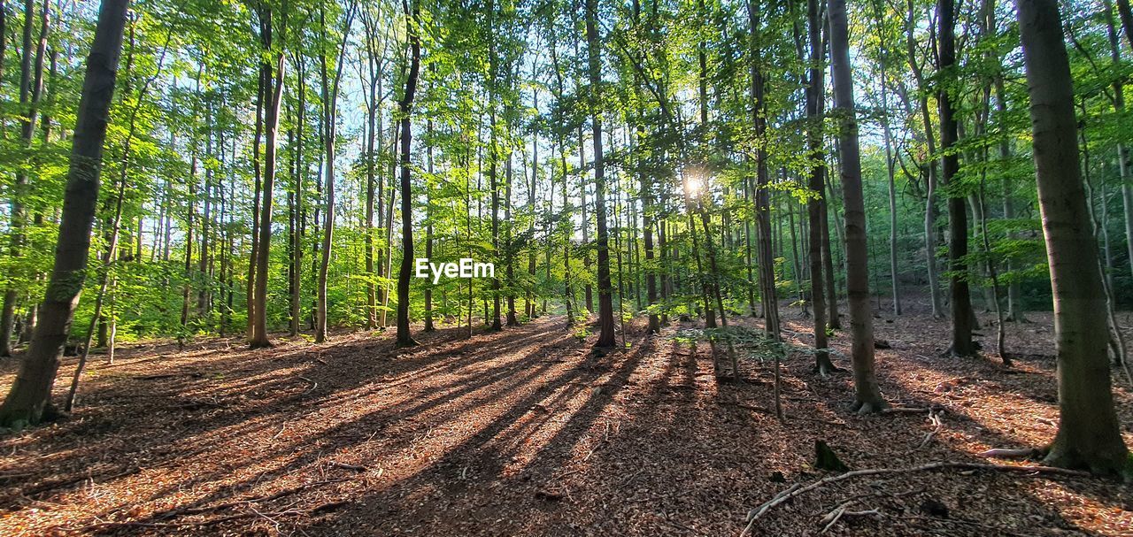 Trees in forest