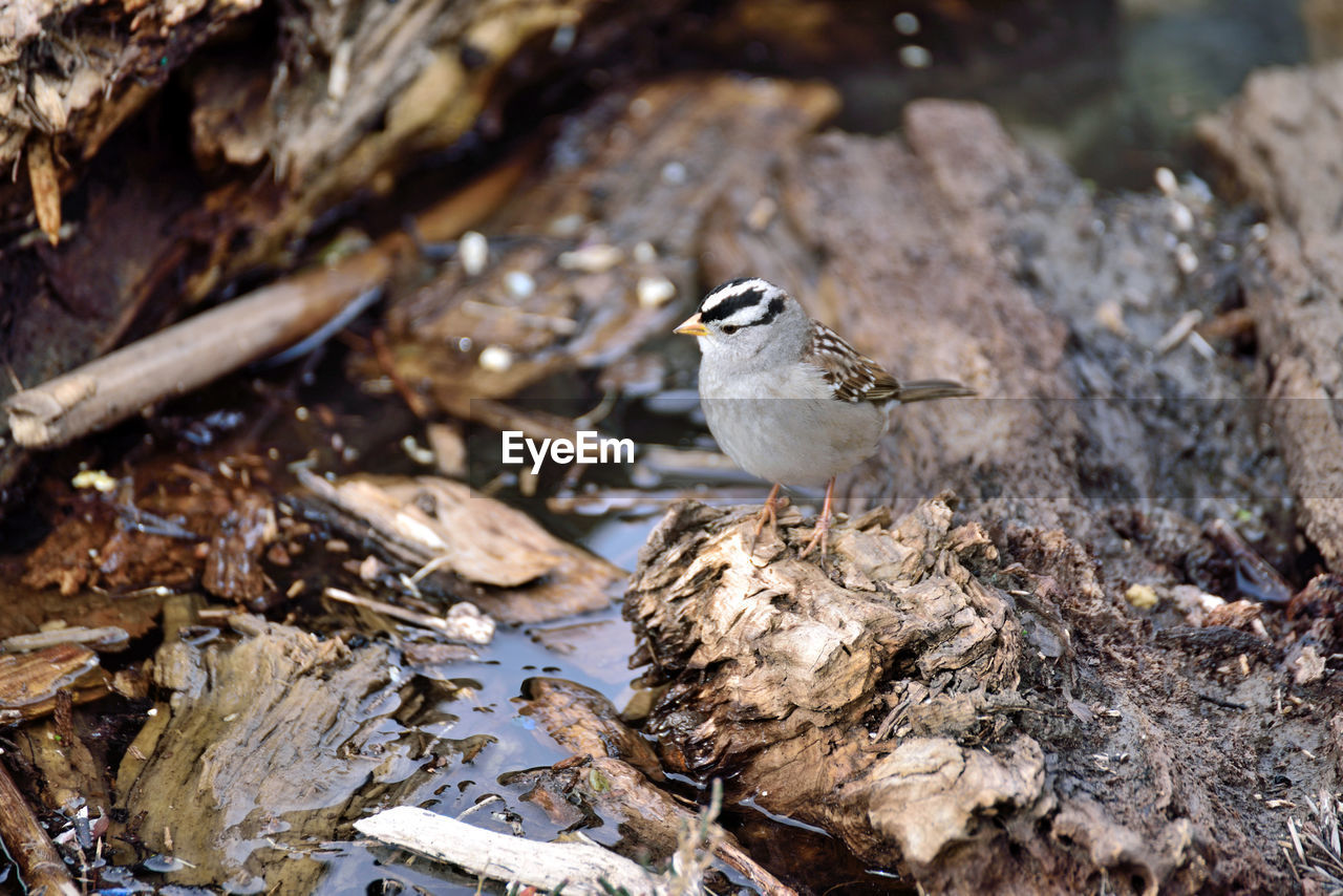 CLOSE-UP OF BIRD PERCHING ON WOOD