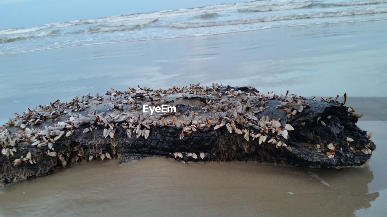 Close-up of log with barnacles on beach