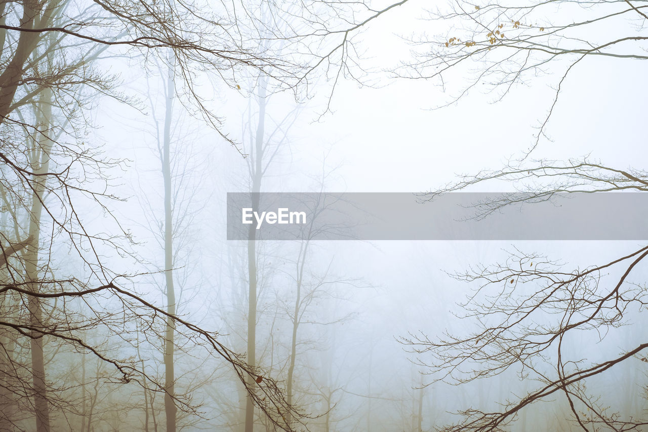 Low angle view of bare trees in forest against sky