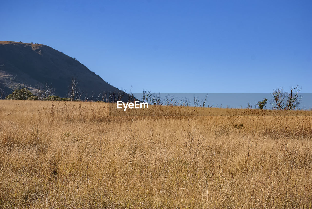 Scenic view of field against clear blue sky