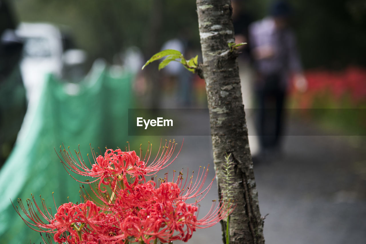 Close-up of red flower on tree trunk