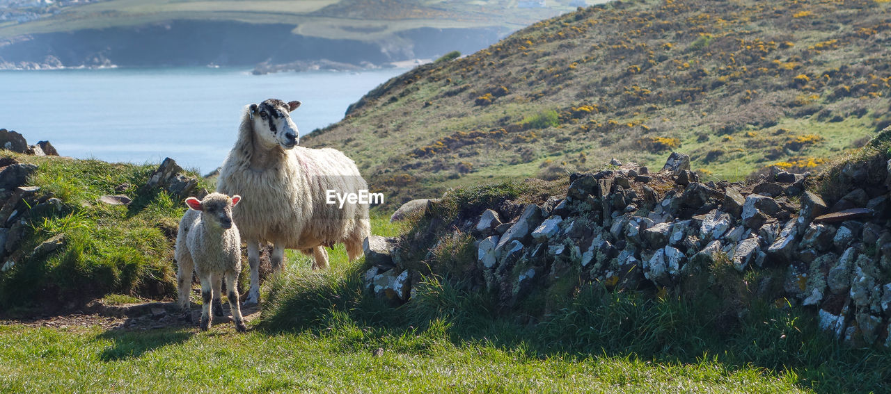 VIEW OF SHEEP ON LAND