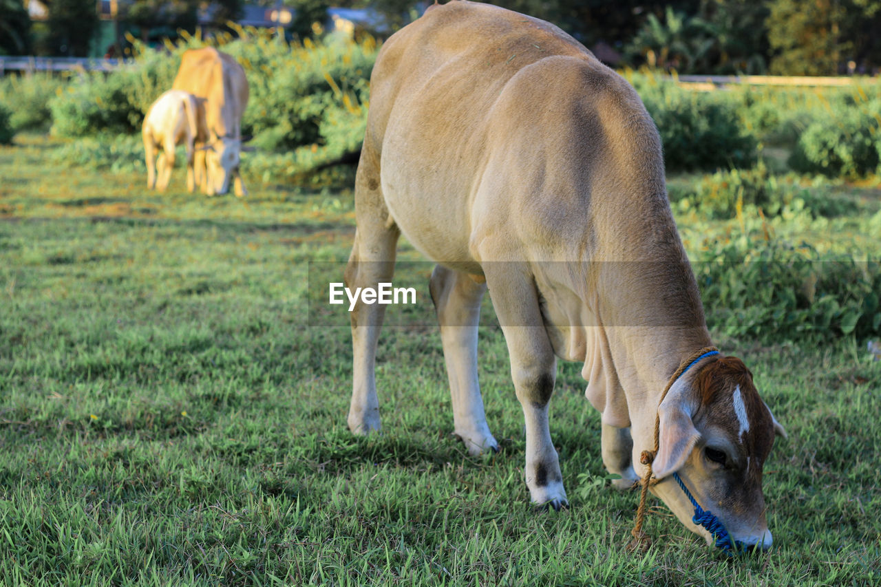 The pleasure of seeing cows eating green grass