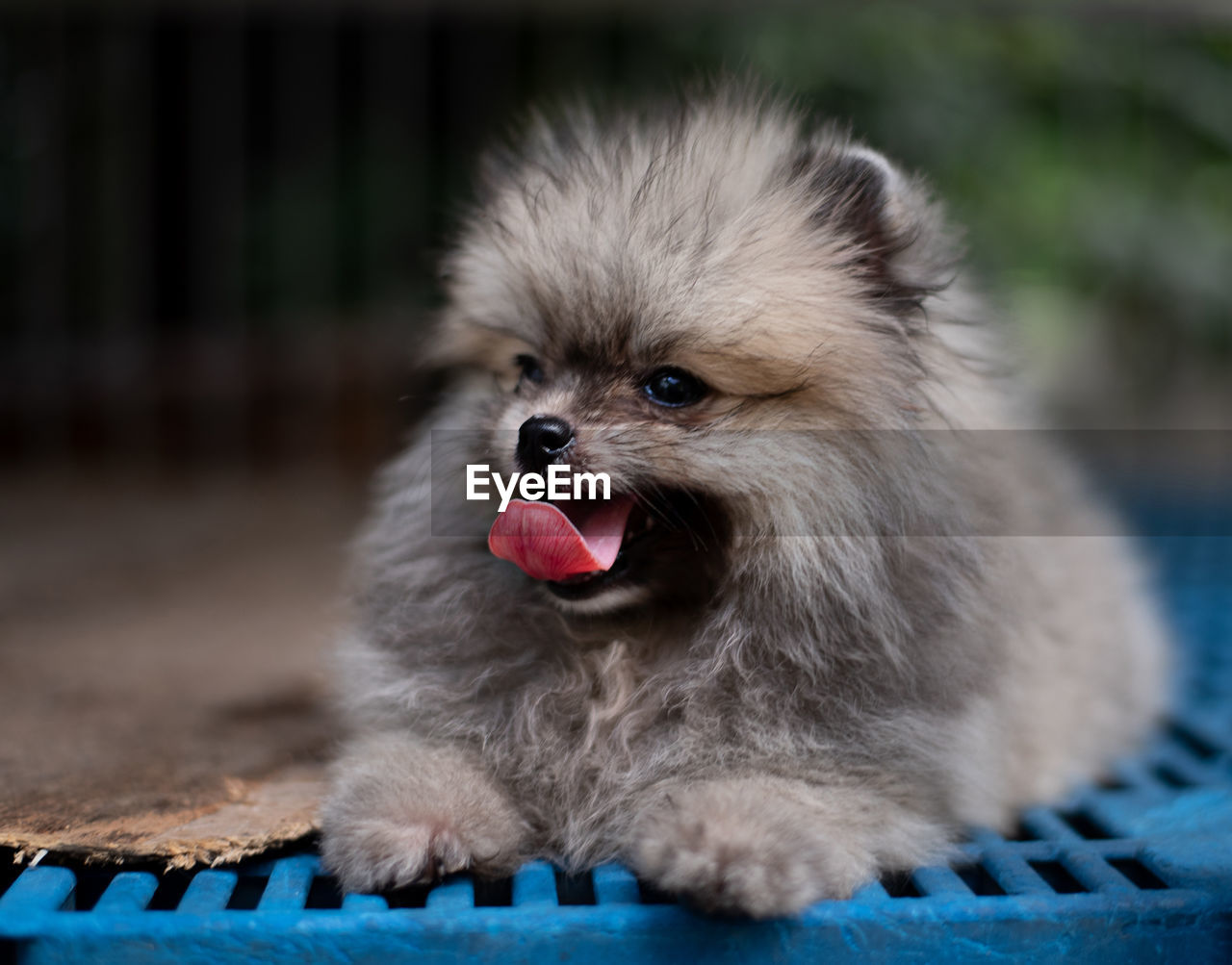 Dark brown fluffy pomeranian puppy lying in the cage with smile