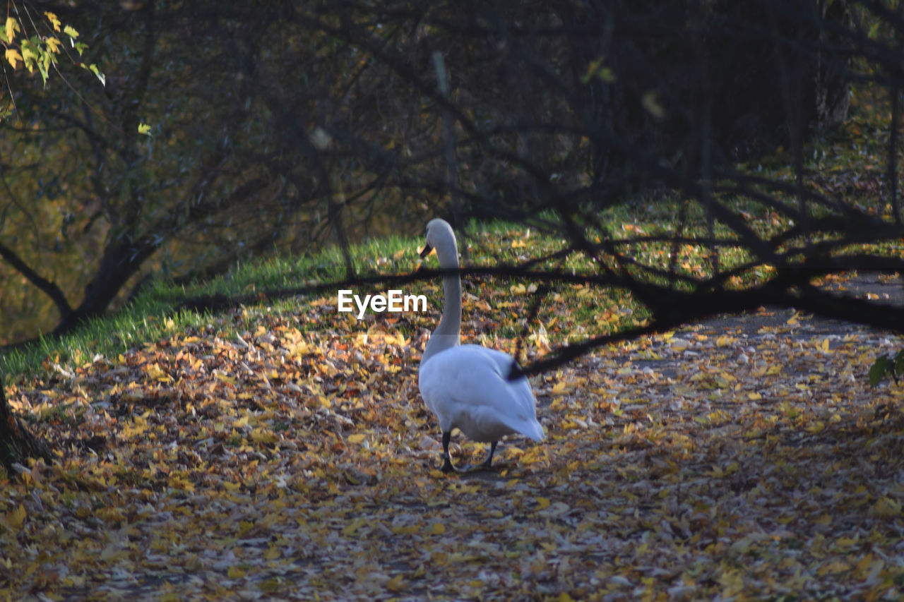 SWAN ON RIVERBANK