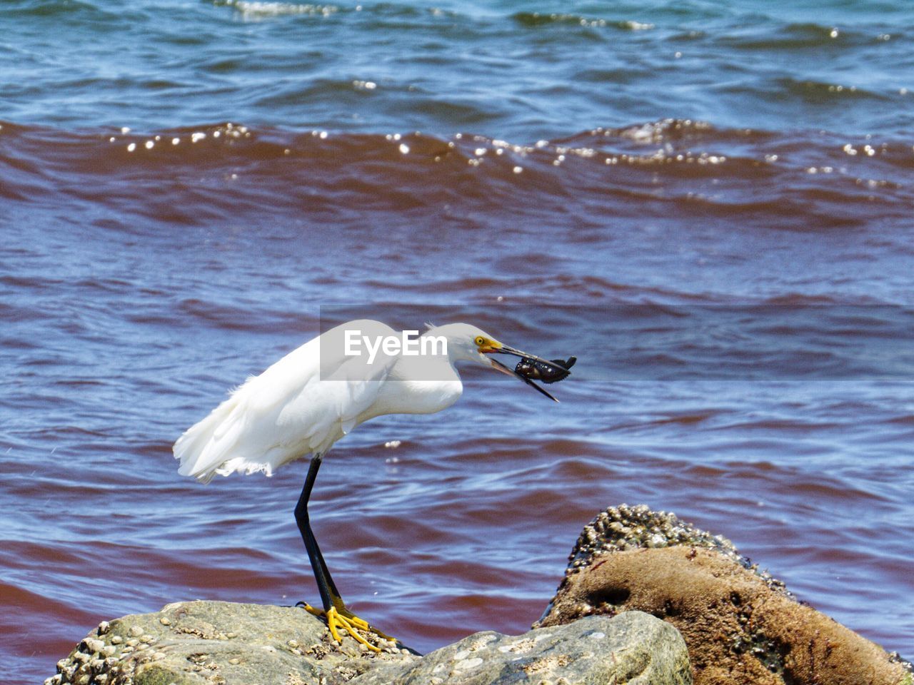 BIRD ON ROCK