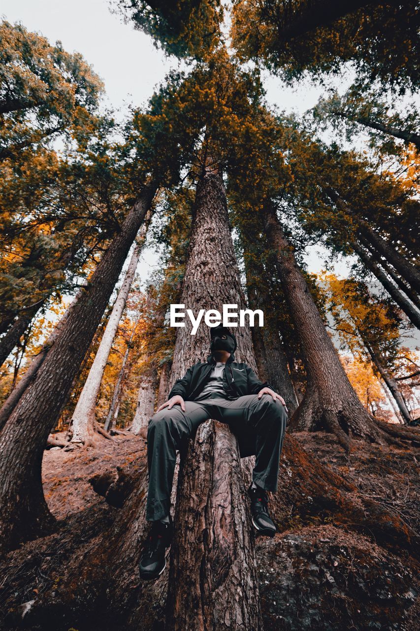 LOW ANGLE VIEW OF A TREE TRUNK IN FOREST