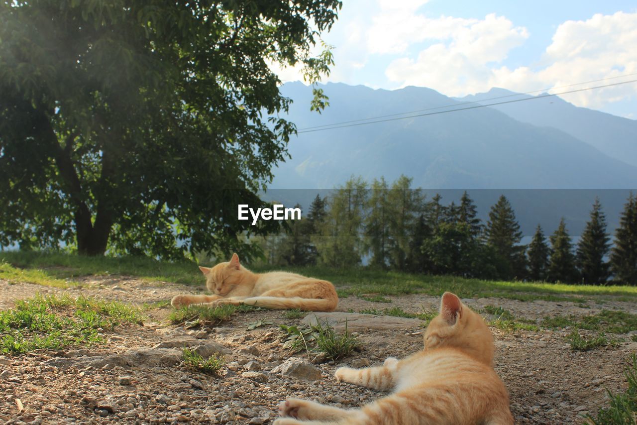 VIEW OF A CAT LYING ON GROUND