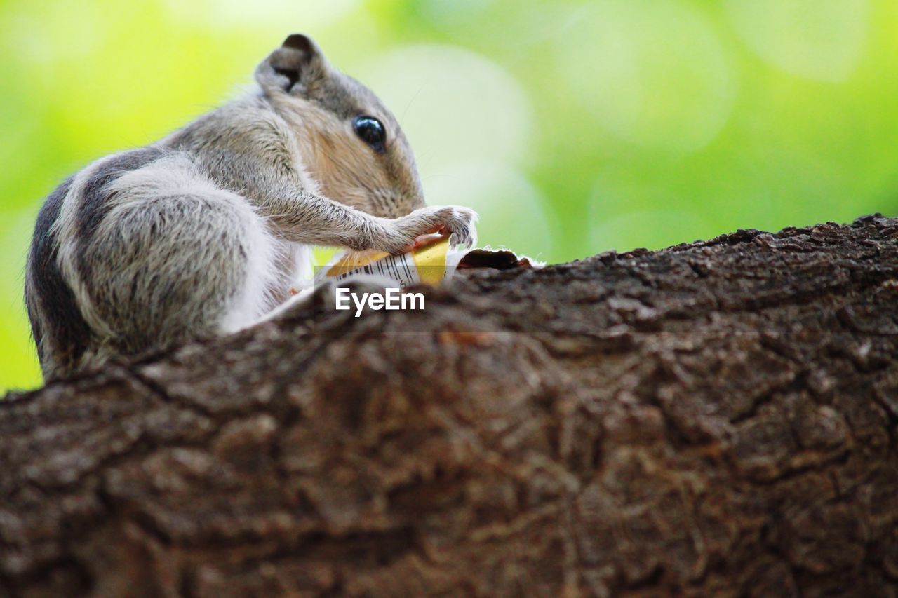 CLOSE-UP OF SQUIRREL EATING ON ROCK