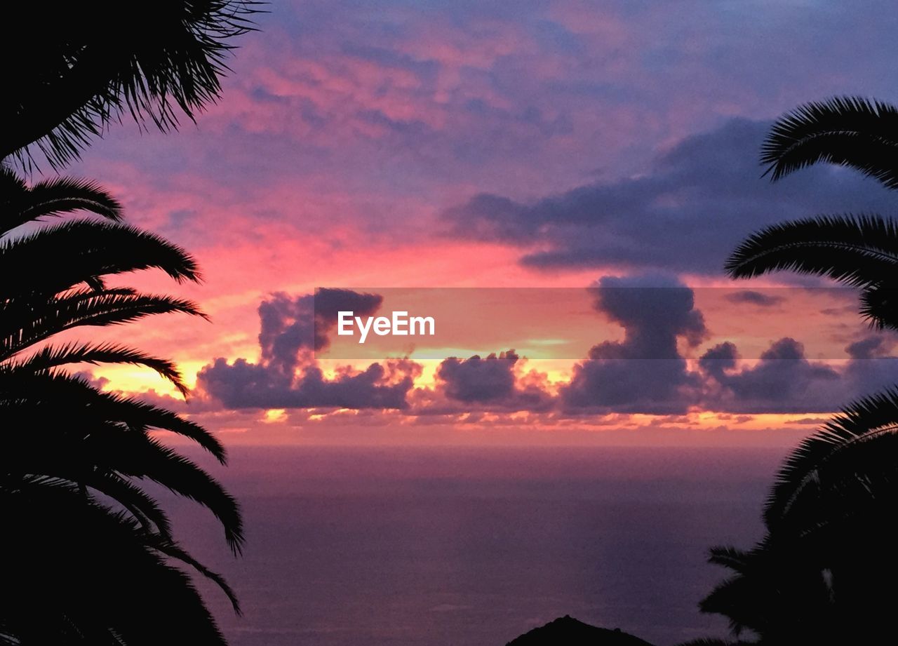 SILHOUETTE PALM TREES AGAINST SEA DURING SUNSET