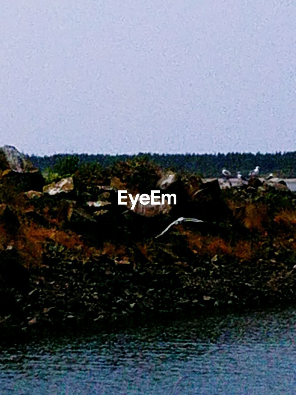 CLOSE-UP OF TURTLE IN WATER AGAINST SKY