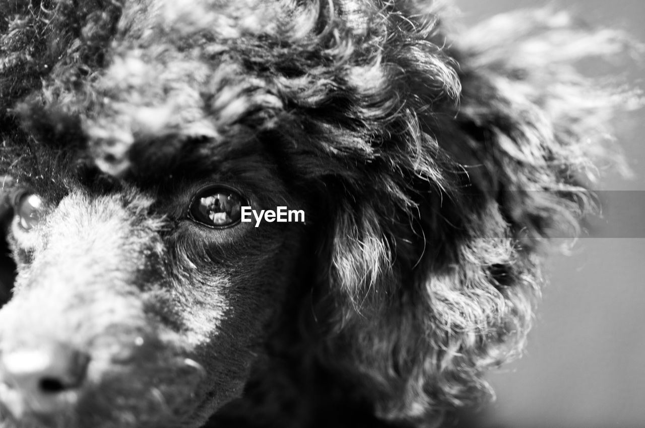 PORTRAIT OF DOG OUTDOORS