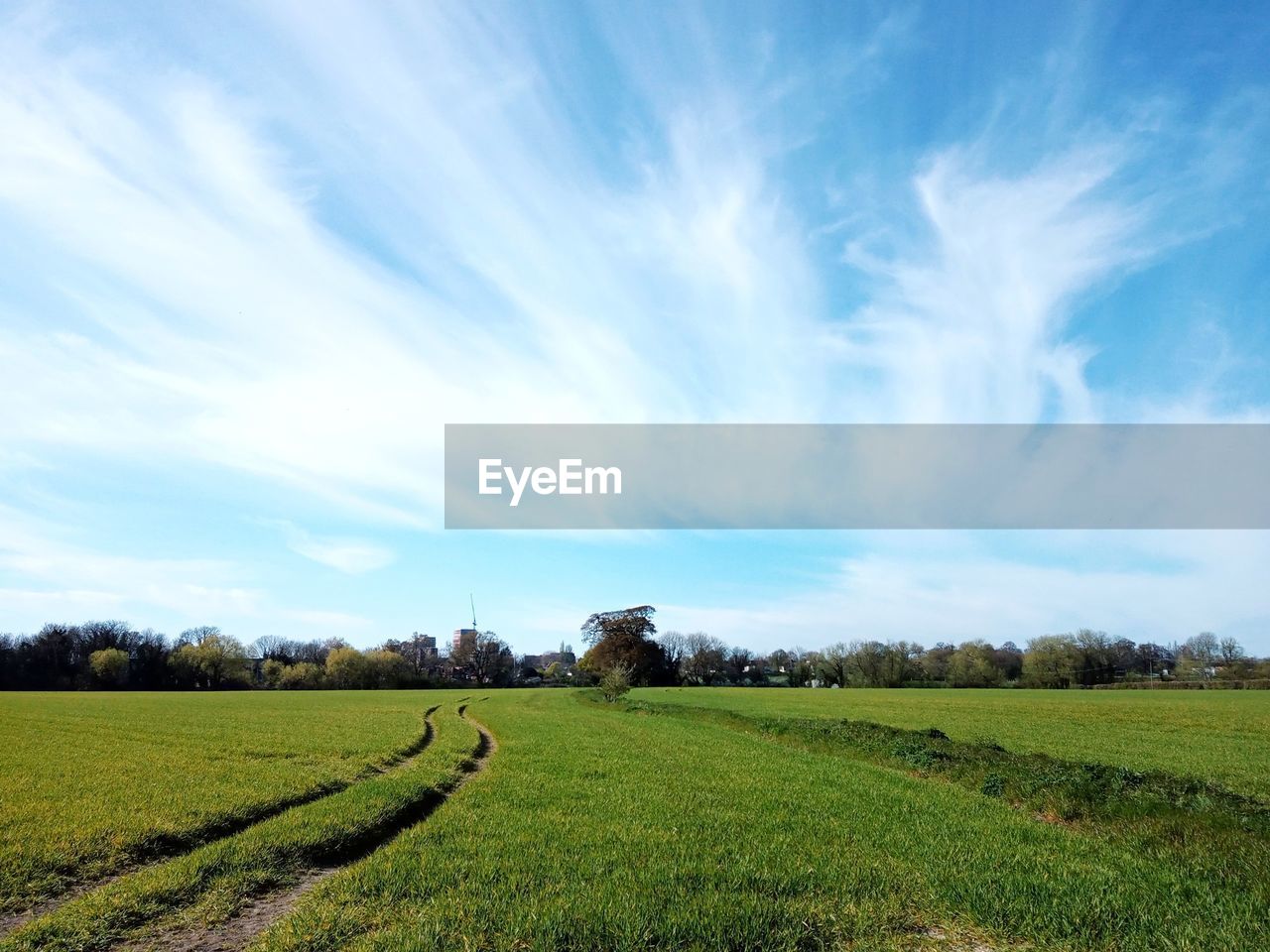 Scenic view of agricultural field against sky