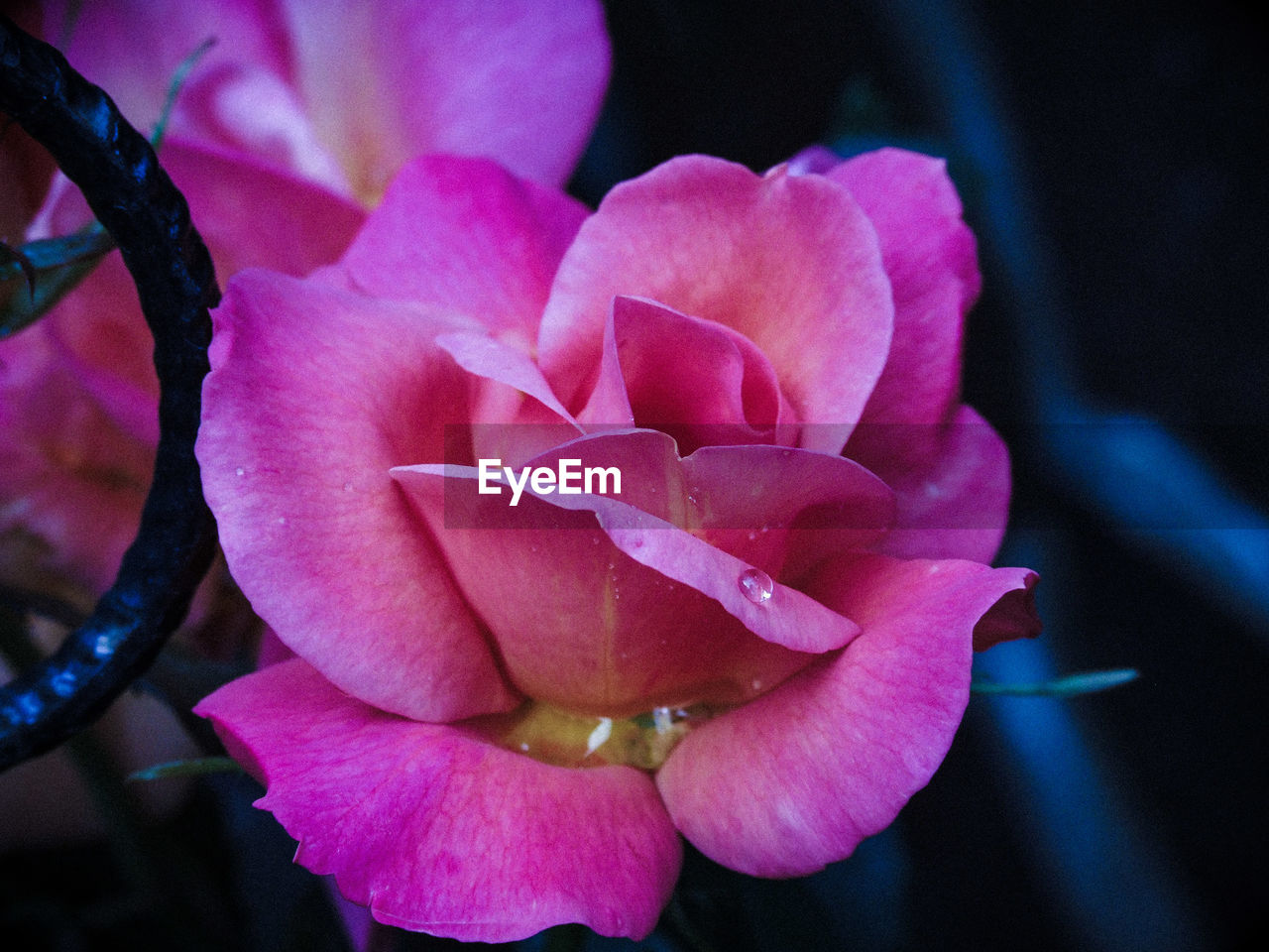 Macro shot of pink rose