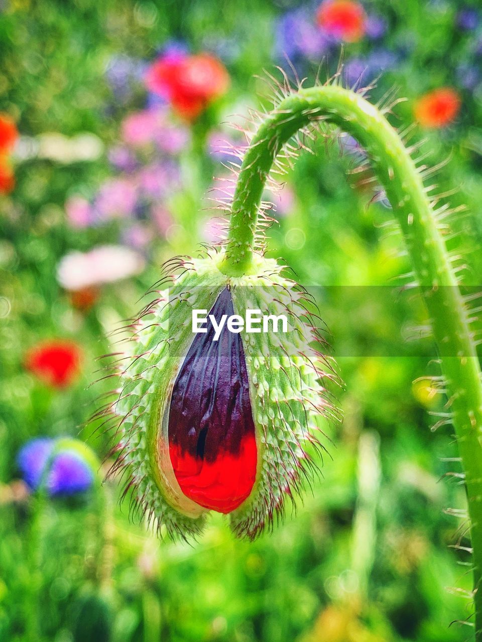 Close-up of flower bud