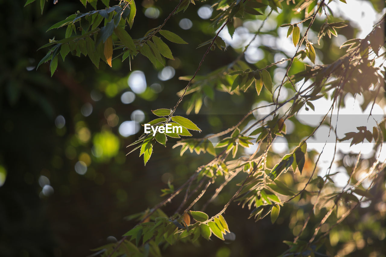 Low angle view of leaves on tree