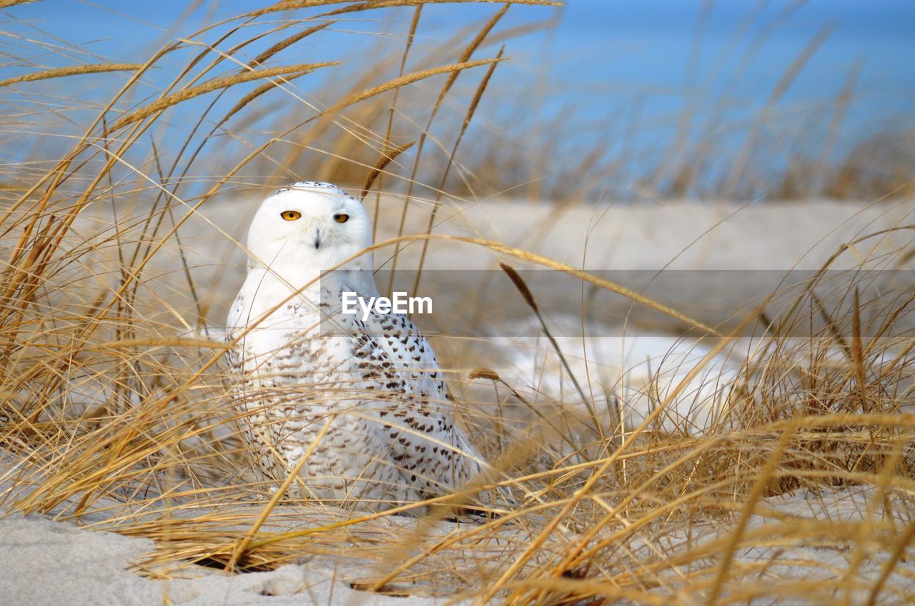 Portrait of a snowy owl