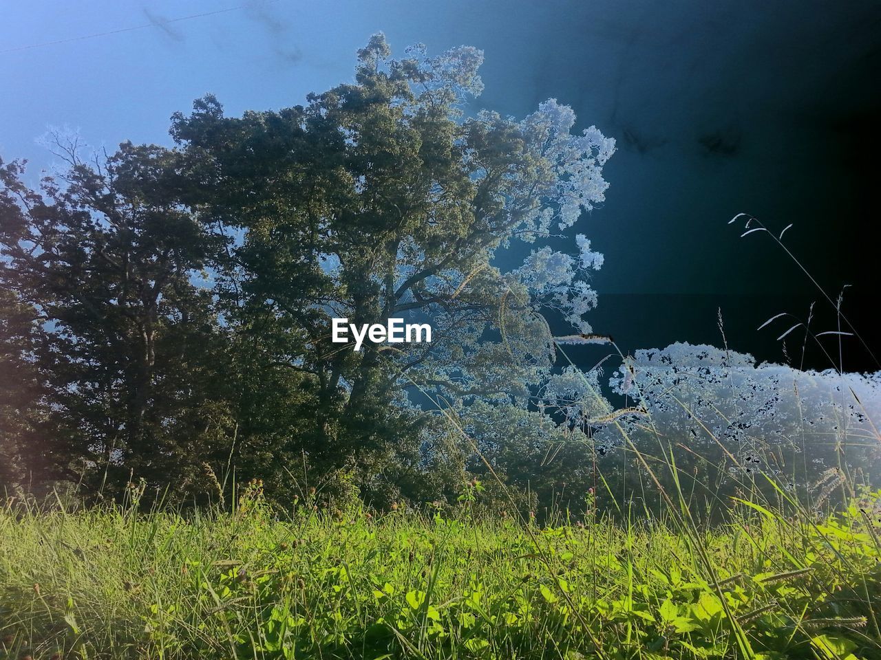 PLANTS GROWING ON GRASSY FIELD AGAINST SKY