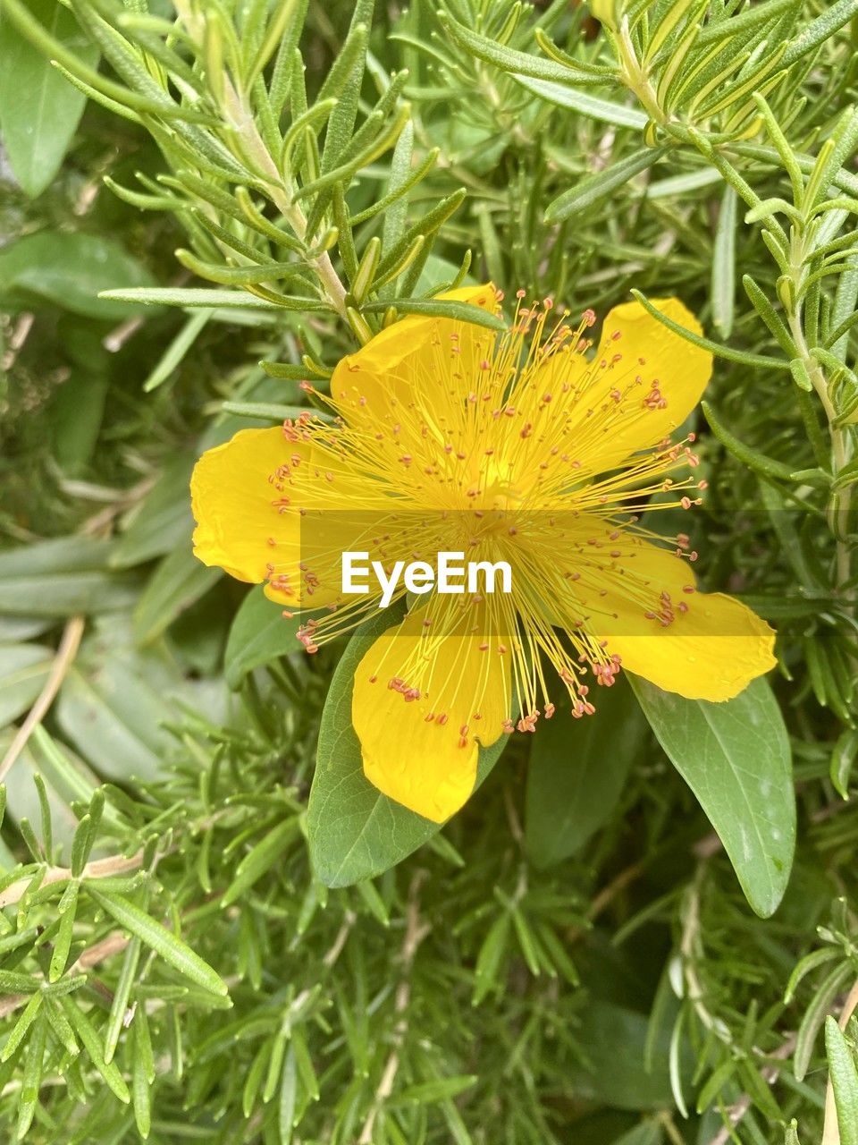 plant, flower, flowering plant, growth, yellow, beauty in nature, freshness, fragility, flower head, nature, close-up, petal, inflorescence, green, plant part, leaf, wildflower, no people, outdoors, day, botany, high angle view, pollen, animal wildlife, focus on foreground