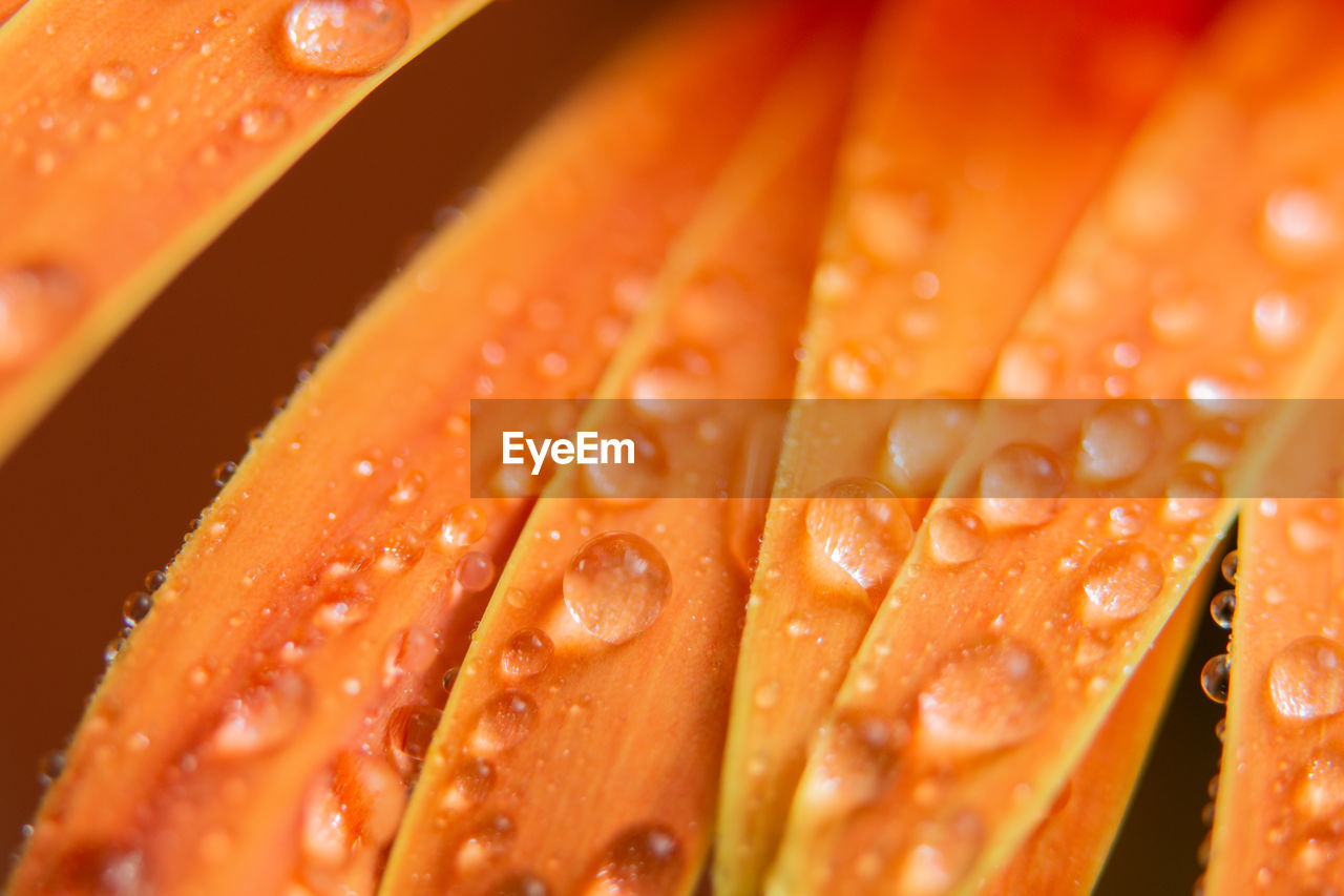 Close-up of wet orange flower petals