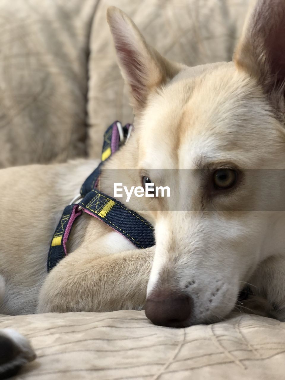 CLOSE-UP PORTRAIT OF DOG LYING