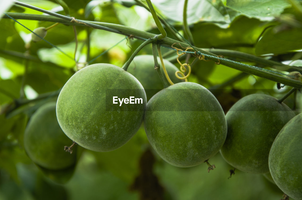 CLOSE-UP OF APPLES ON TREE