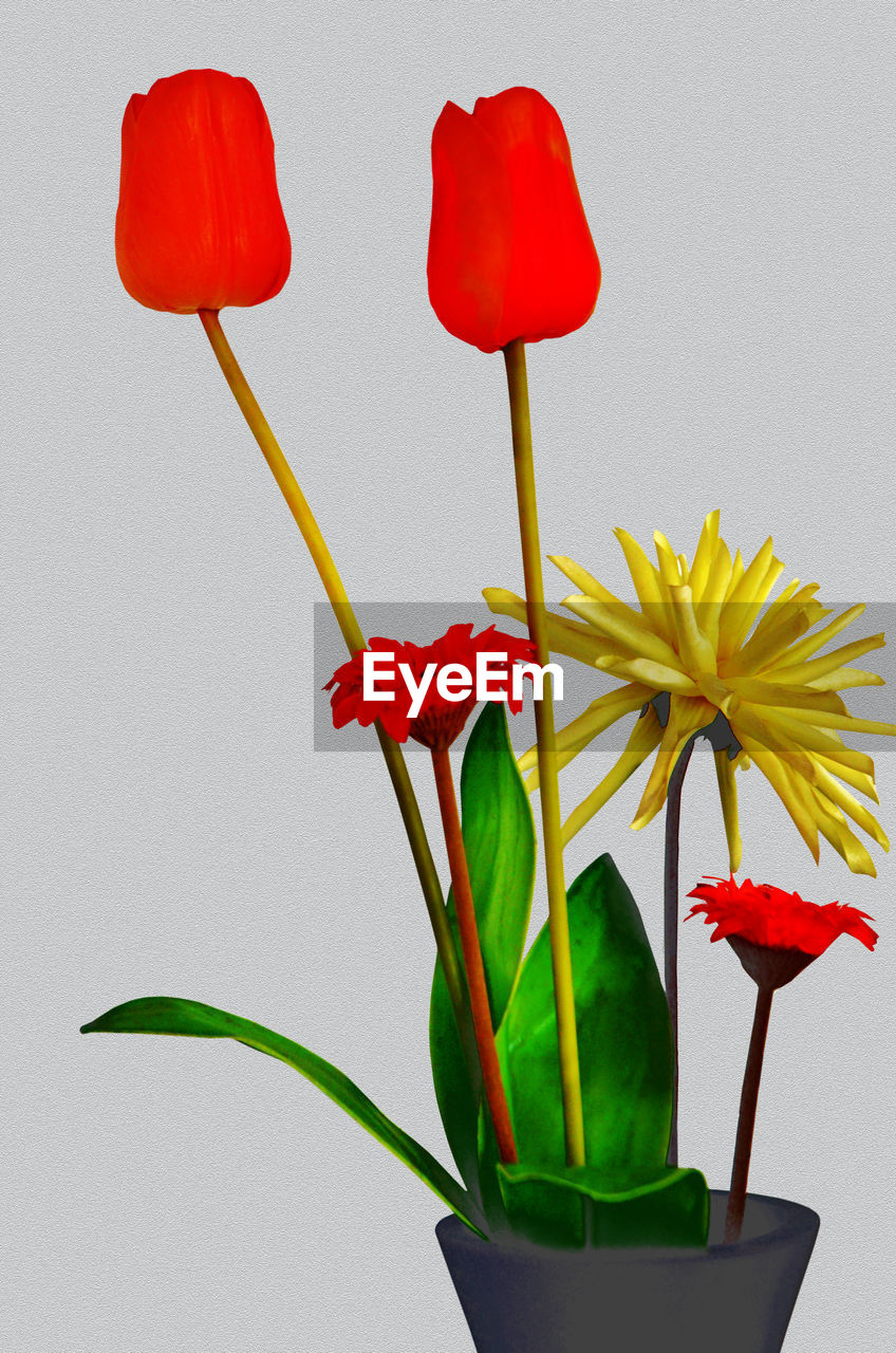 CLOSE-UP OF RED FLOWER IN POT AGAINST WHITE BACKGROUND