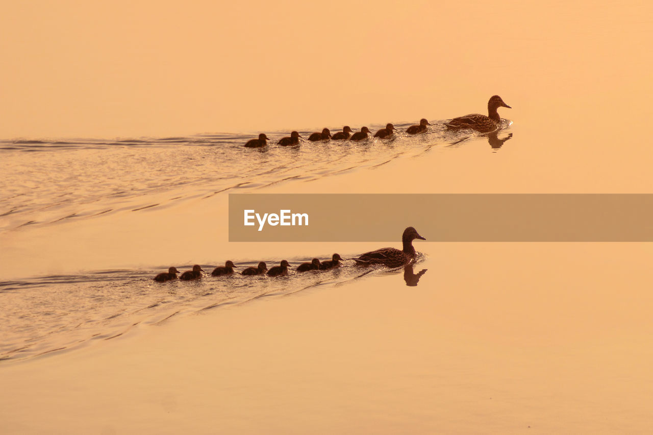 BIRDS ON A LAKE