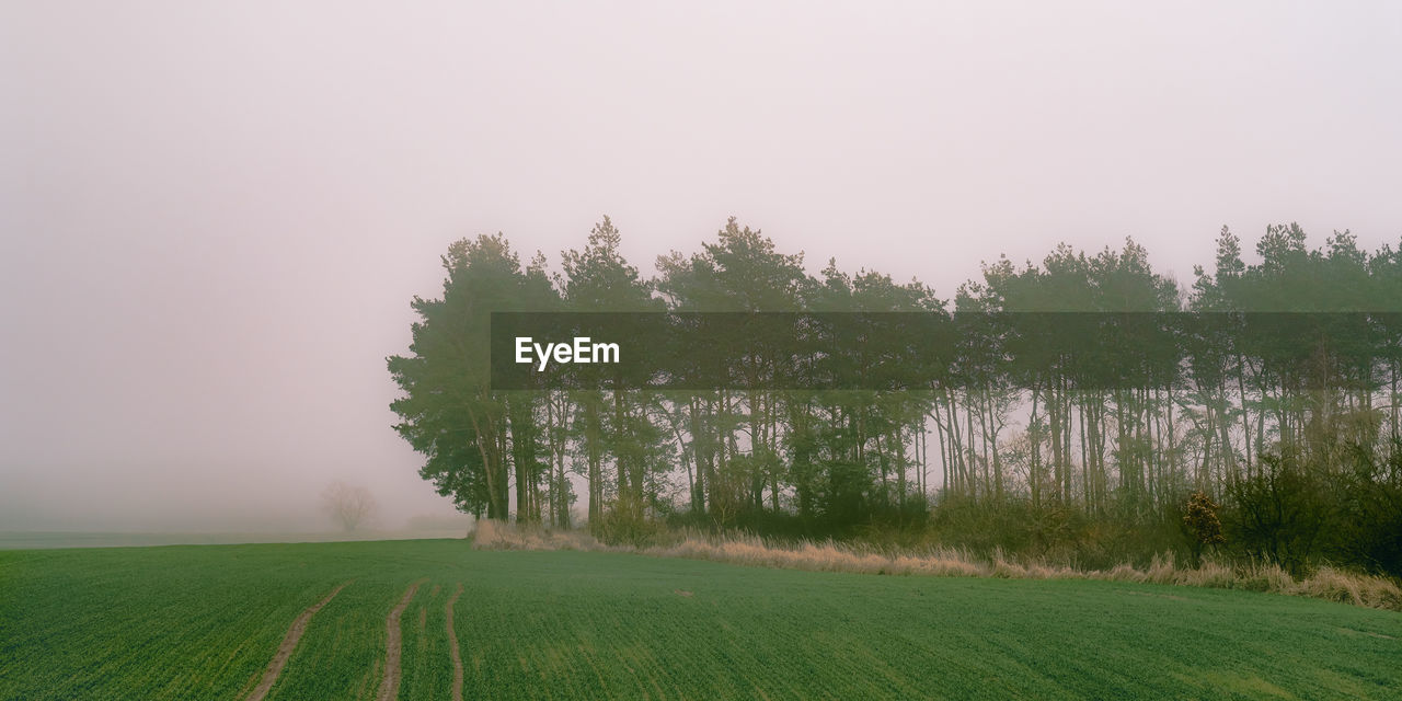 Scenic view of agricultural field against sky